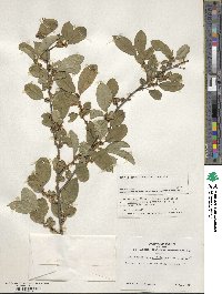 Ilex serrata image