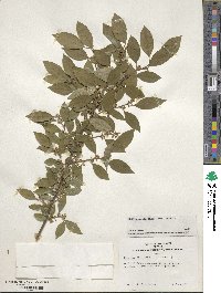 Ilex serrata image