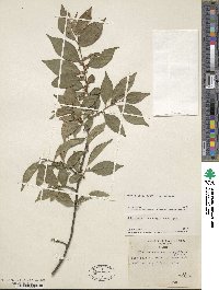 Ilex serrata image