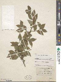 Ilex serrata image