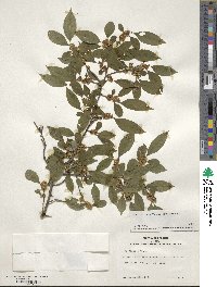 Ilex serrata image