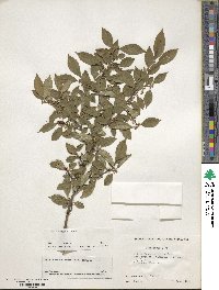 Ilex serrata image