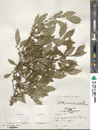 Ilex serrata image