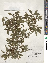 Ilex serrata image