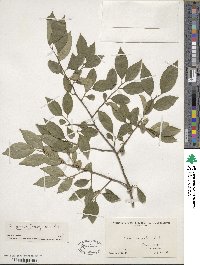 Ilex serrata image