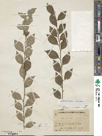 Ilex serrata image