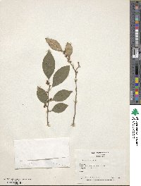 Ilex serrata image