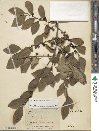 Ilex serrata image