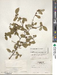 Ilex serrata image