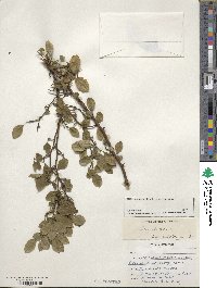 Ilex serrata image