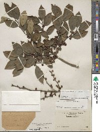 Ilex serrata image