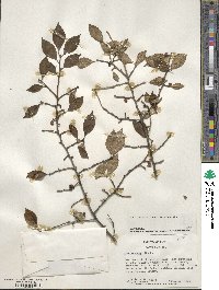 Ilex serrata image