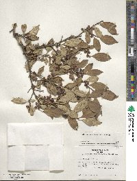 Ilex serrata image