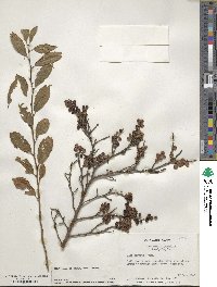 Ilex serrata image