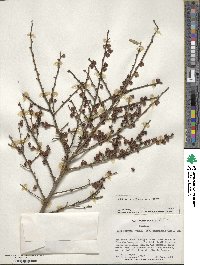 Ilex serrata image