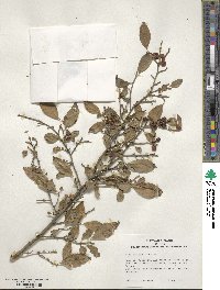 Ilex serrata image