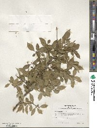 Ilex serrata image