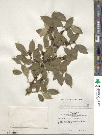 Ilex serrata image