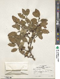 Ilex serrata image