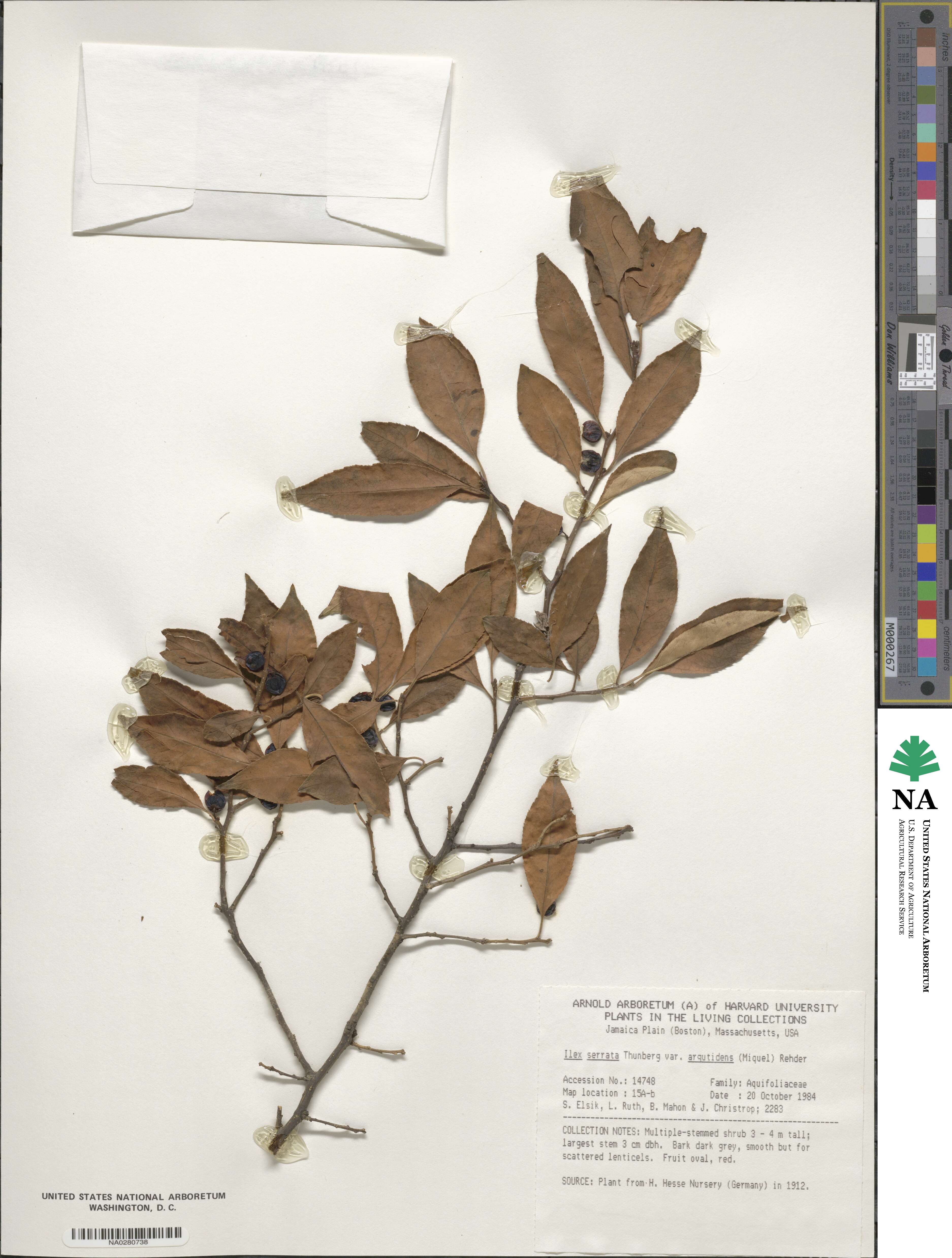 Ilex serrata image