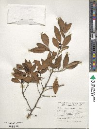 Ilex serrata image