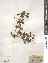 Ilex serrata image