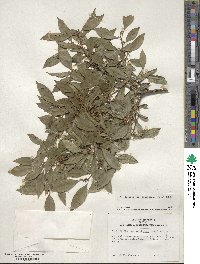 Ilex serrata image