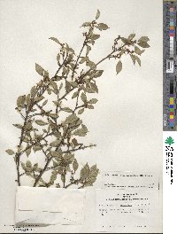 Ilex serrata image