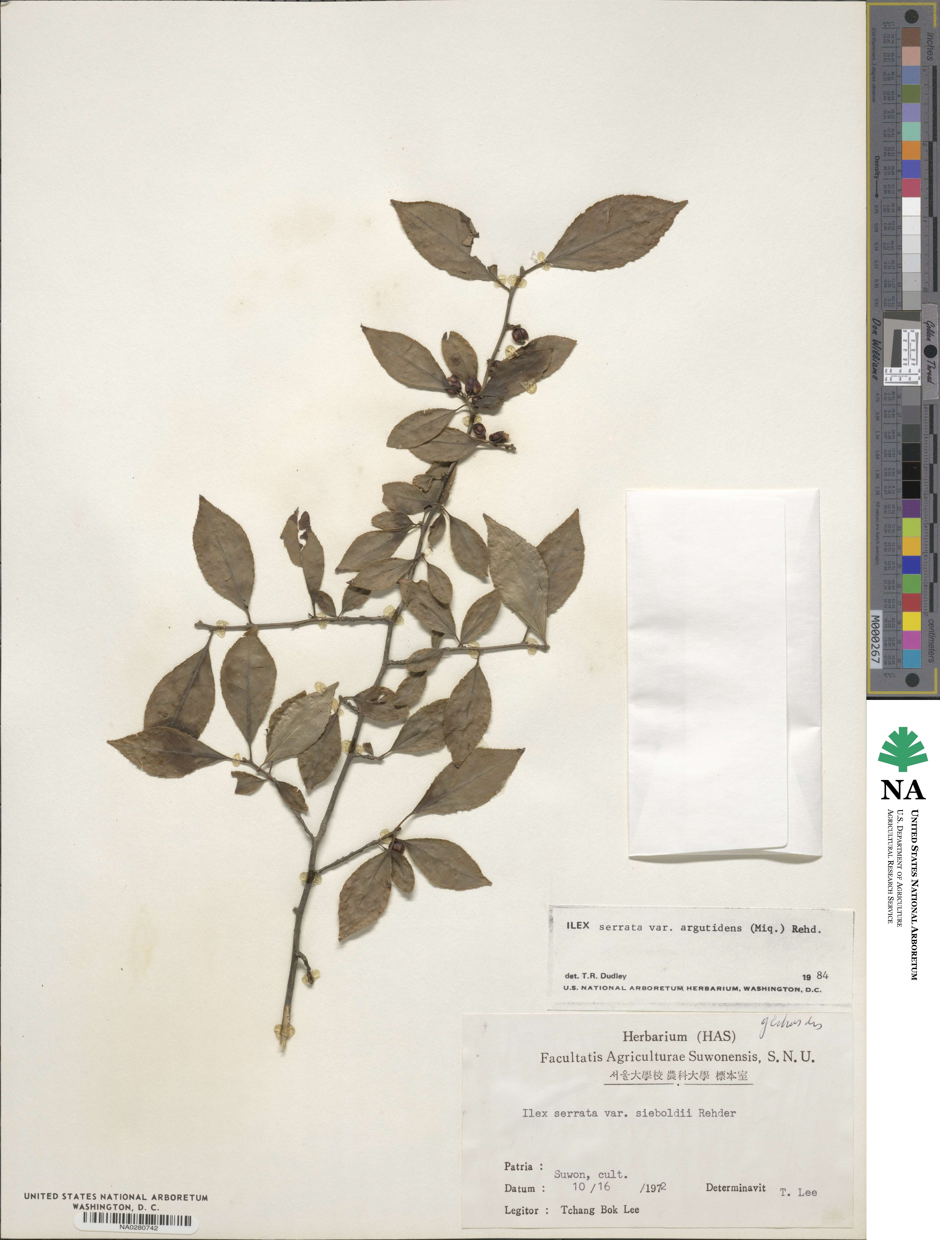 Ilex serrata image