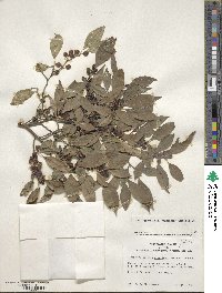 Ilex serrata image