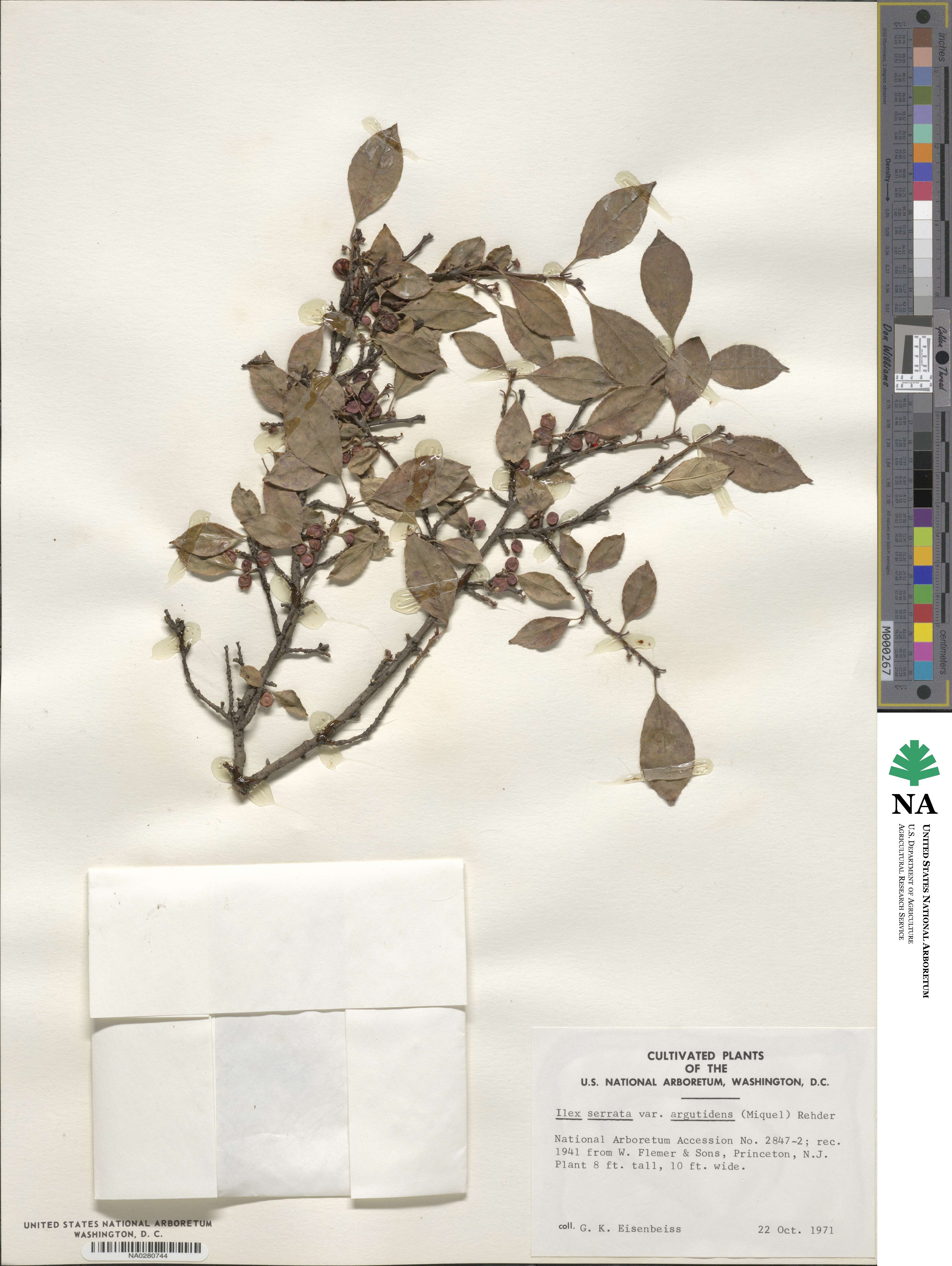 Ilex serrata image