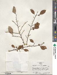 Ilex serrata image