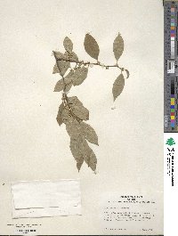 Ilex serrata image