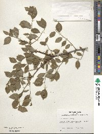 Ilex serrata image