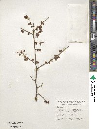 Ilex serrata image