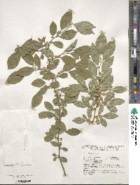 Ilex serrata image