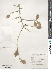 Ilex serrata image