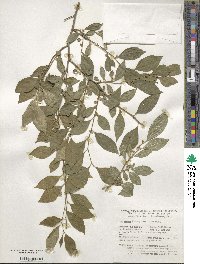 Ilex serrata image