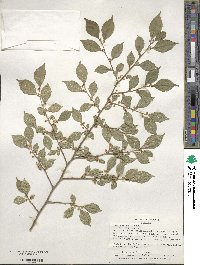 Ilex serrata image