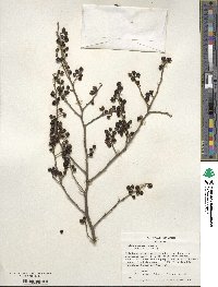 Ilex serrata image