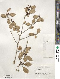 Ilex serrata image