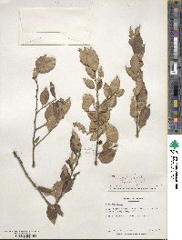 Ilex serrata image