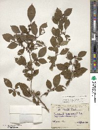 Ilex serrata image