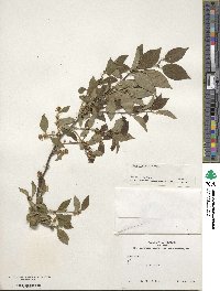 Ilex serrata image