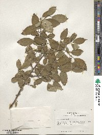 Ilex serrata image