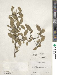 Ilex serrata image