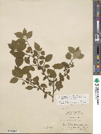 Ilex serrata image