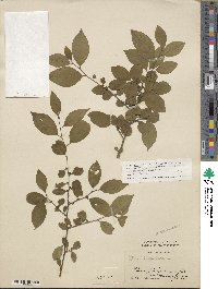 Ilex serrata image