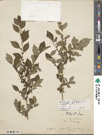 Ilex serrata image