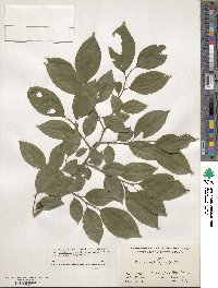 Ilex serrata image